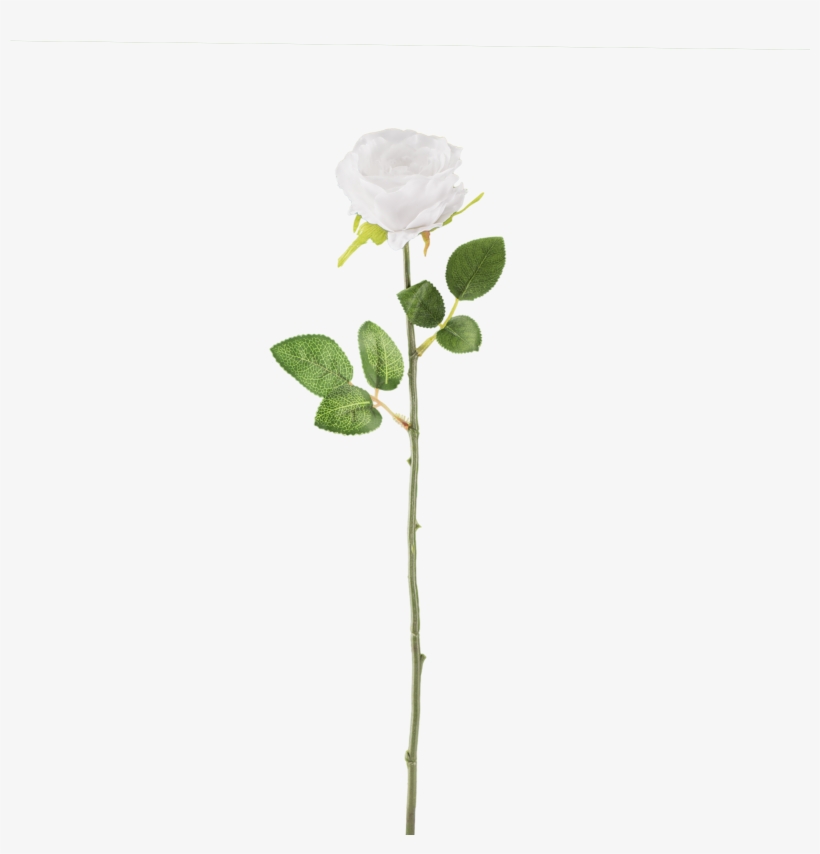 White Rose Download Transparent Png Image - White Flower Stem Png, transparent png #202277