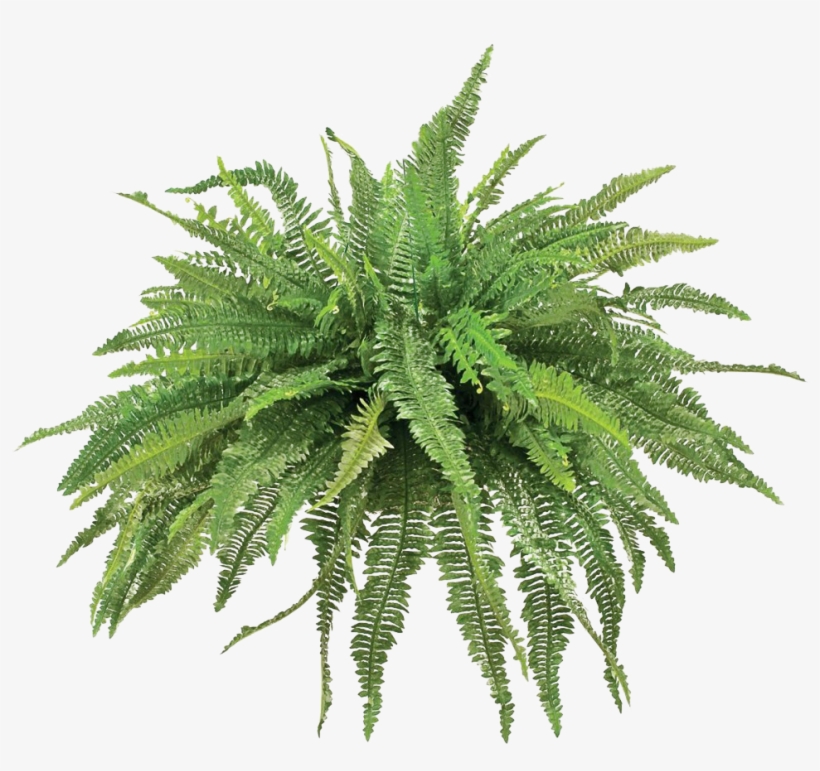 Transparent Fern Animated Picture Freeuse Stock - Transparent Fern Png, transparent png #202295