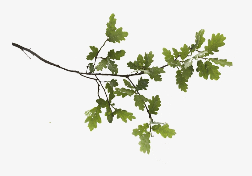 Oak Branches Images Png, transparent png #202339