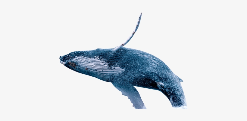 The Mtt Poker Tournament Jpg Freeuse - Transparent Whale, transparent png #202396