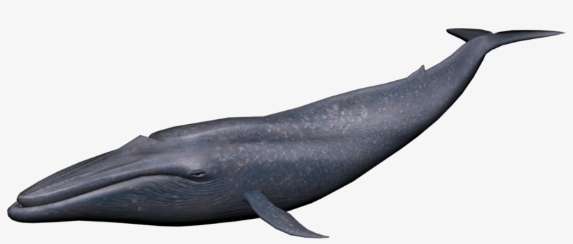 Blue Whale Png Image - Png Whale, transparent png #202541