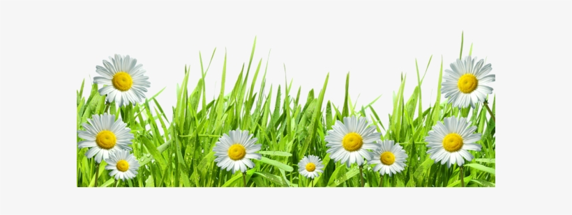 Flower Border Png Borders And Frames Clipart Craft Flowers