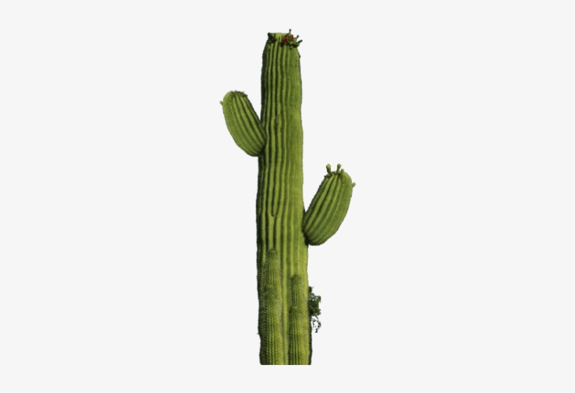 Free Png Cactus Png Images Transparent - Cactus Png, transparent png #203299