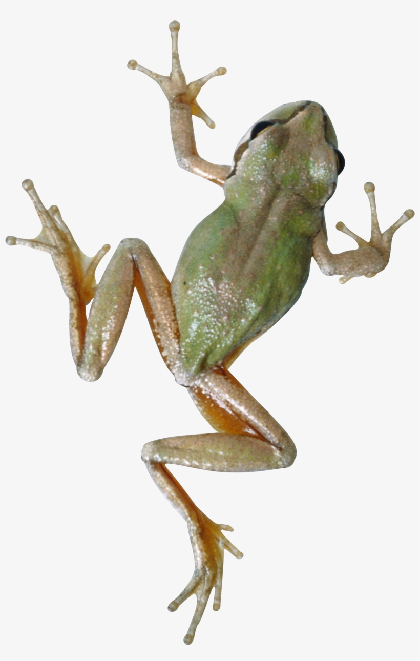Frog Png, transparent png #203475