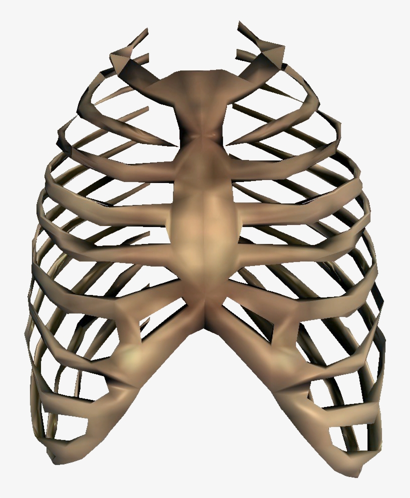 Rib Cage Transparent - Rib Png, transparent png #203980