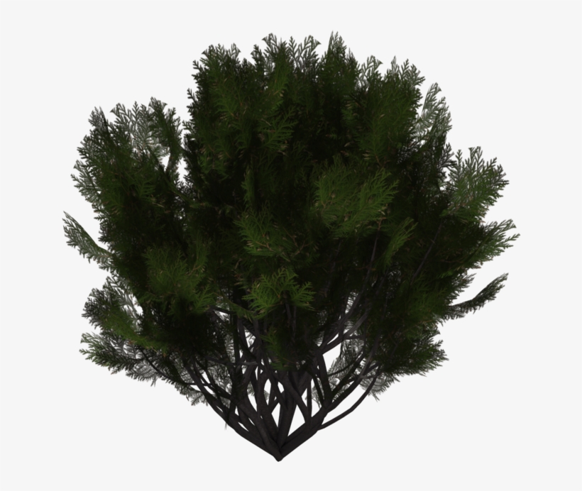 Evergreen Shrub Png, transparent png #204407