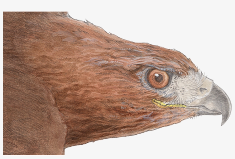 Red-tailed Hawk Detail - Red Tailed Hawk Png, transparent png #205101