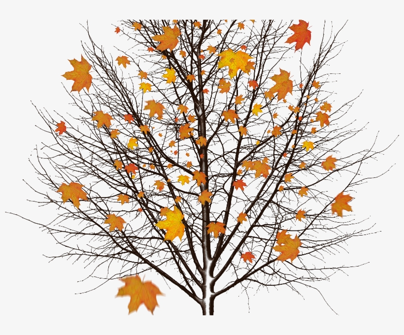 Autumn Tree With Leaves Isolated Object Png - Little Bit Of Mercy Makes The World Less Cold And More, transparent png #205156