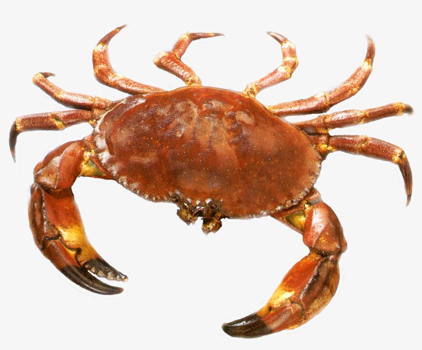 Crab With No Background, transparent png #205208