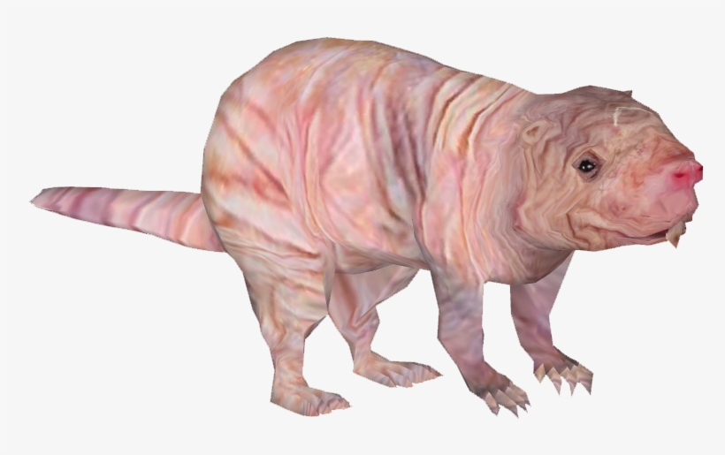 Naked Mole Rat - Filhote De Rato Png, transparent png #205404