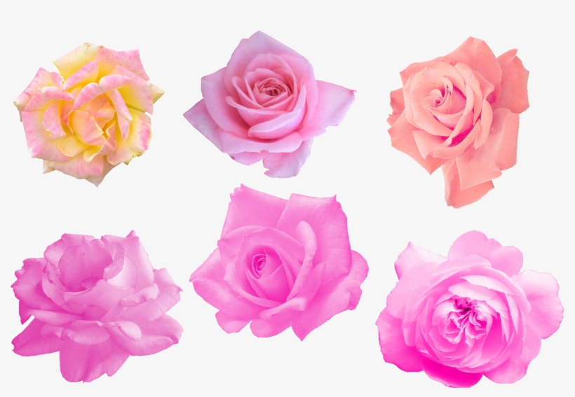 Pink Rose Png Image - Portable Network Graphics, transparent png #205422