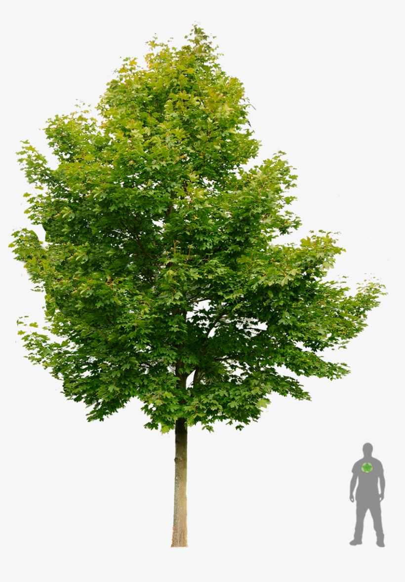 Spitz-ahorn Boom Esdoorn - Acer Ginnala Png, transparent png #206661