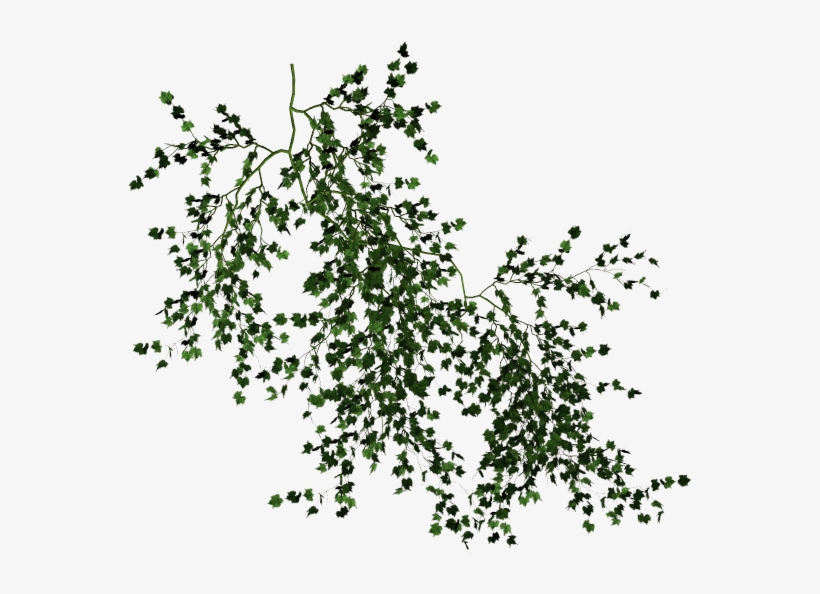 Photo Vines - Vines Png, transparent png #207560