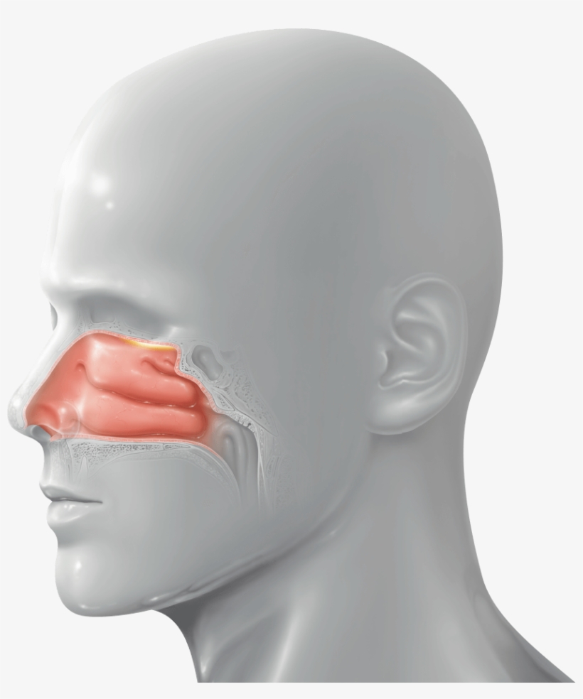Snbl's Nasal Drug Delivery Platform Is A Proprietary - Mask, transparent png #207795