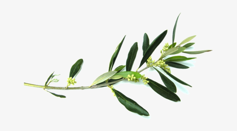 Olive Branch - Free Clip Art Olive Branch, transparent png #207948