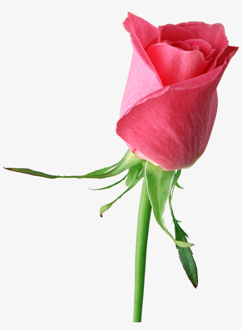 Roses Png Cliparts - Roses Flower Pic Single, transparent png #208234