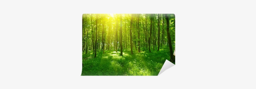 Foret Verte, transparent png #208594