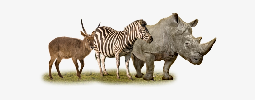 Go To Image - Zebra West Midlands Safari Park, transparent png #208832