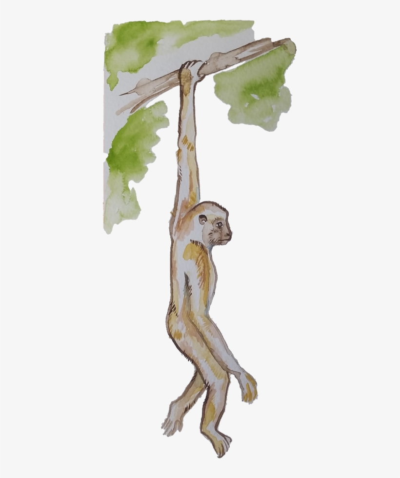 A Monkey Swinging Through The Trees - Monkey, transparent png #208836