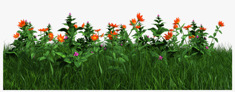 Flower Plants Png - Raglan Sleeve - Free Transparent PNG Download - PNGkey