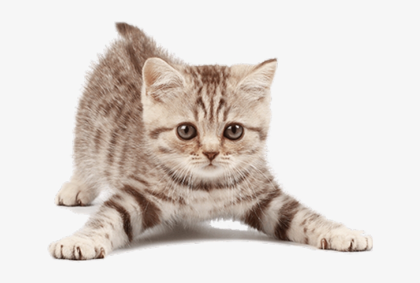 Kitten Png Transparent Images - Petstages - Green Magic Boomerang Buddy Cat Toy - 1, transparent png #209002
