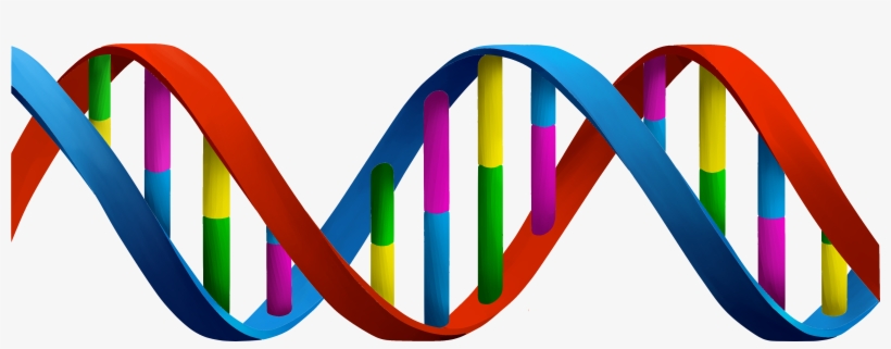 Image Result For Dna Images, transparent png #209060