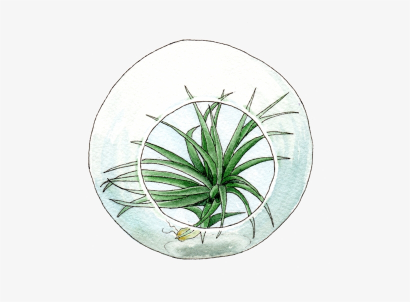 Terrarium With Tillandsia - Sweet Grass, transparent png #209970