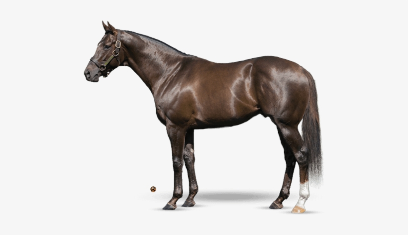 Daredevil - Teofilo Horse, transparent png #2000423