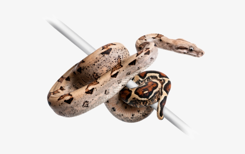 Transparent Boa Constrictor Png, transparent png #2000491