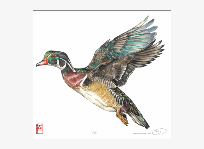 Wood Duck Print - Duck Print, transparent png #2000833