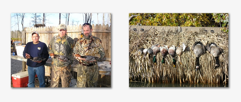 Diver Duck Hunting The Chesapeake Bay - Waterfowl Hunting, transparent png #2000964