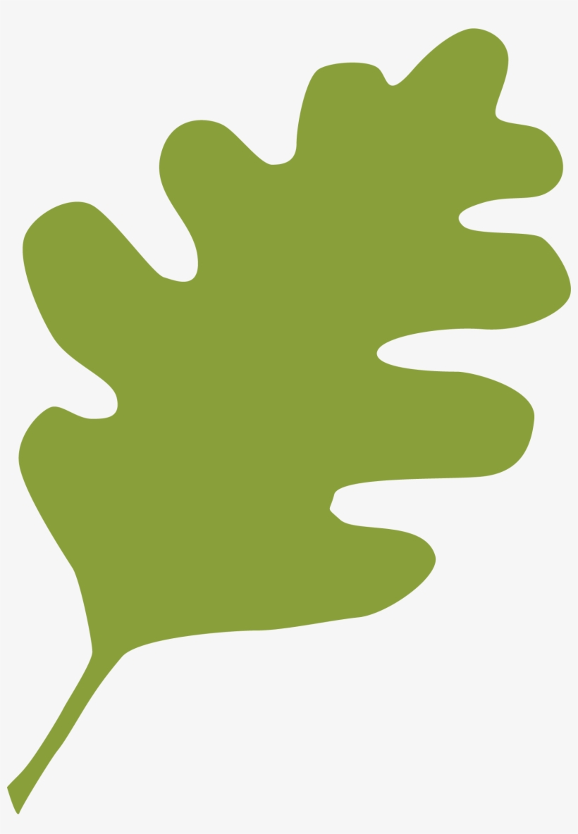 Green Live Oak Leaf - Chicago, transparent png #2002127