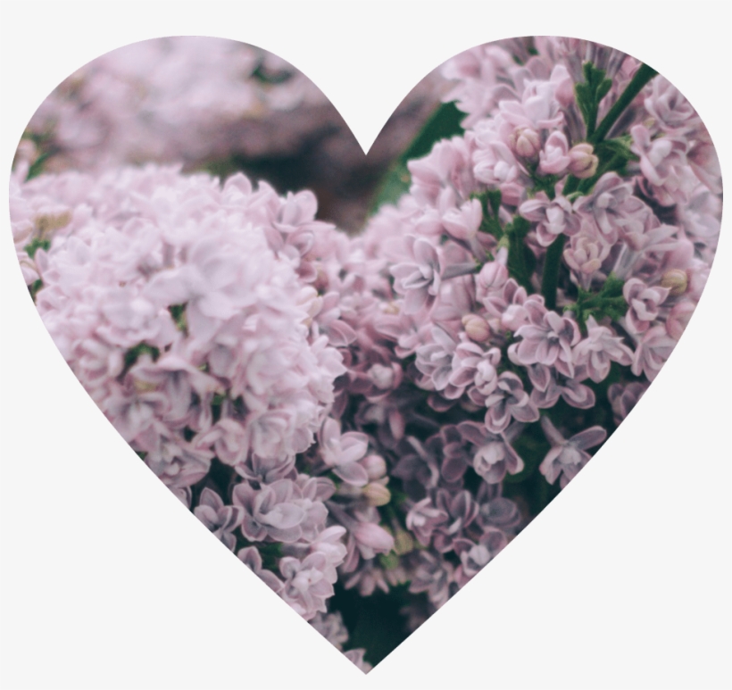 Arancione Orange Heart Overlay Png Edit Tumblr - Alyssum, transparent png #2004610