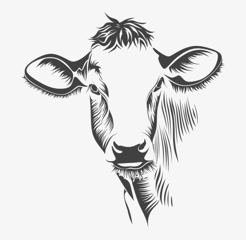 Head-1684904 960 720 - Write Here Notebooks: Cow Notebook / Journal 100 Pages, transparent png #2005867