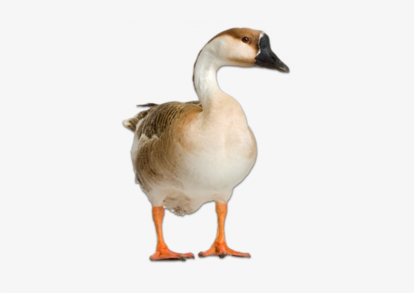 Lesso N - Transparent Geese, transparent png #2006011