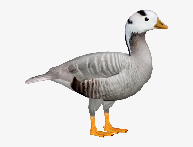 Bar-headed Goose 3 - Portable Network Graphics, transparent png #2006045