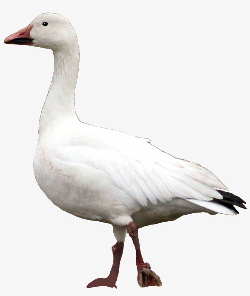 Snow Goose Ny - Snow Goose Png, transparent png #2006046