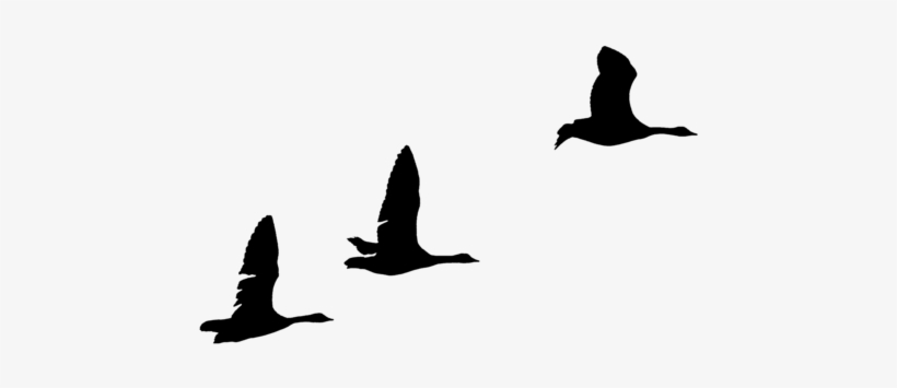 Geese Silhouettes By Frankandcarystock - Clip Art, transparent png #2006106