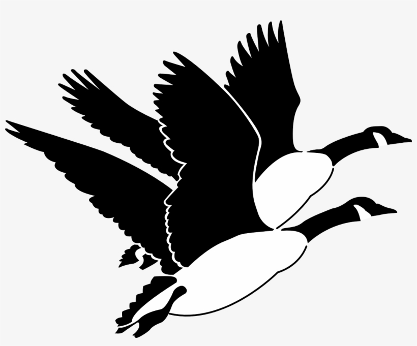 Animals, Birds, Flying, Wings, Geese, Animal, Bird, - Geese Clip Art, transparent png #2006131