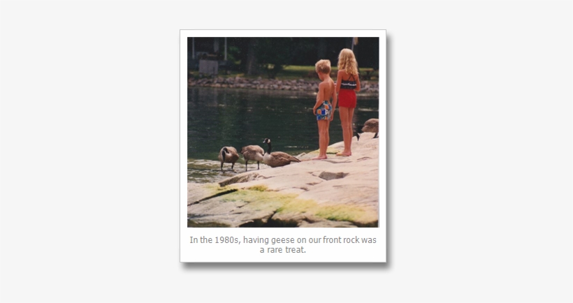 Lone Goose - Goose, transparent png #2006261