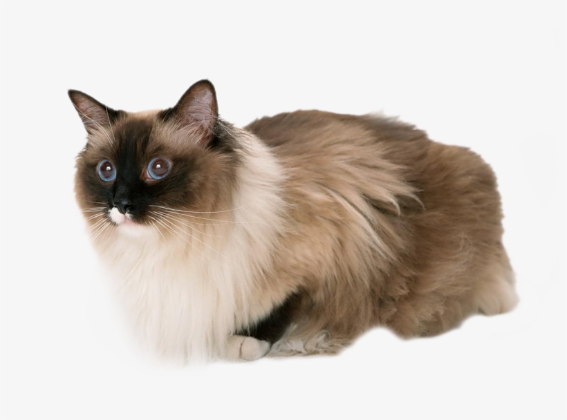Cat,emoji,real,db 图层5 - Cat And Peanut Butter Gif, transparent png #2006977