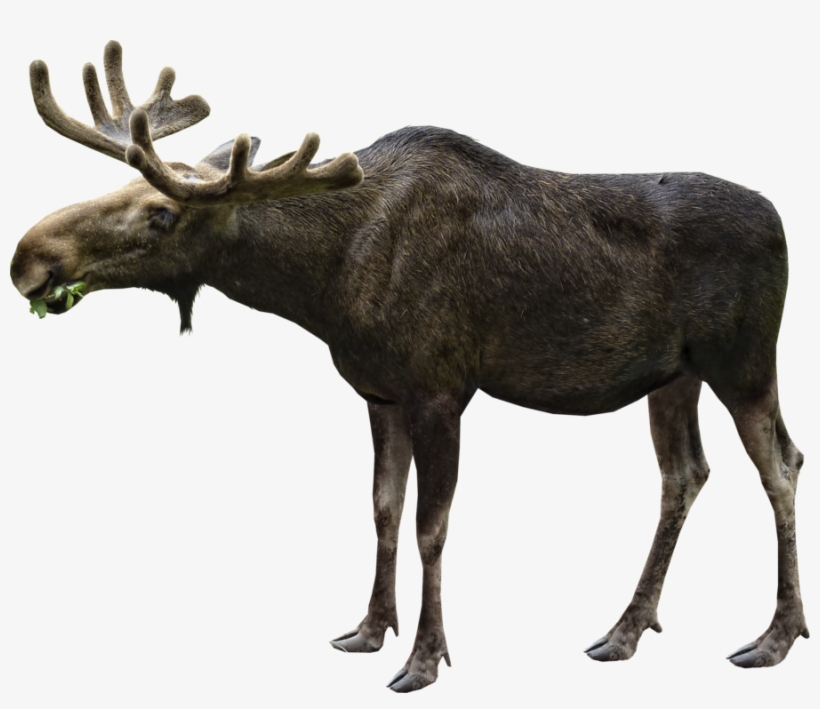 Moose Png File - Moose Png, transparent png #2007567