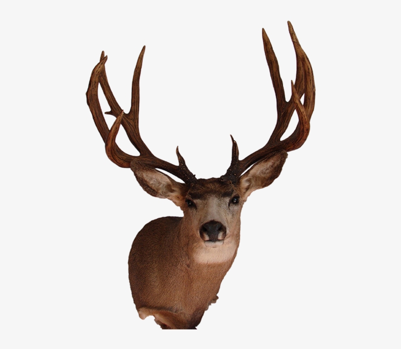 Graphic Transparent Antlers Transparent Mule Deer - Mounted Deer Head Png, transparent png #2007865