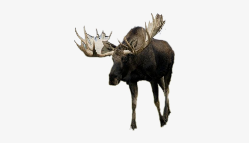 Moose, transparent png #2007920