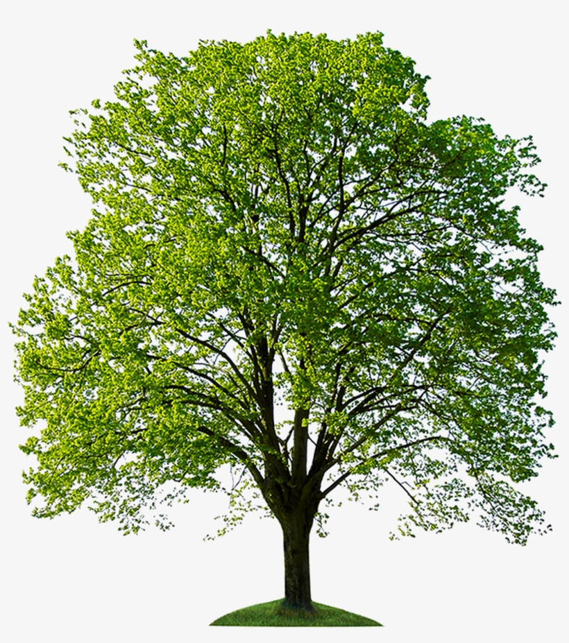 Go To Image - Stock Photo Trees, transparent png #2008177