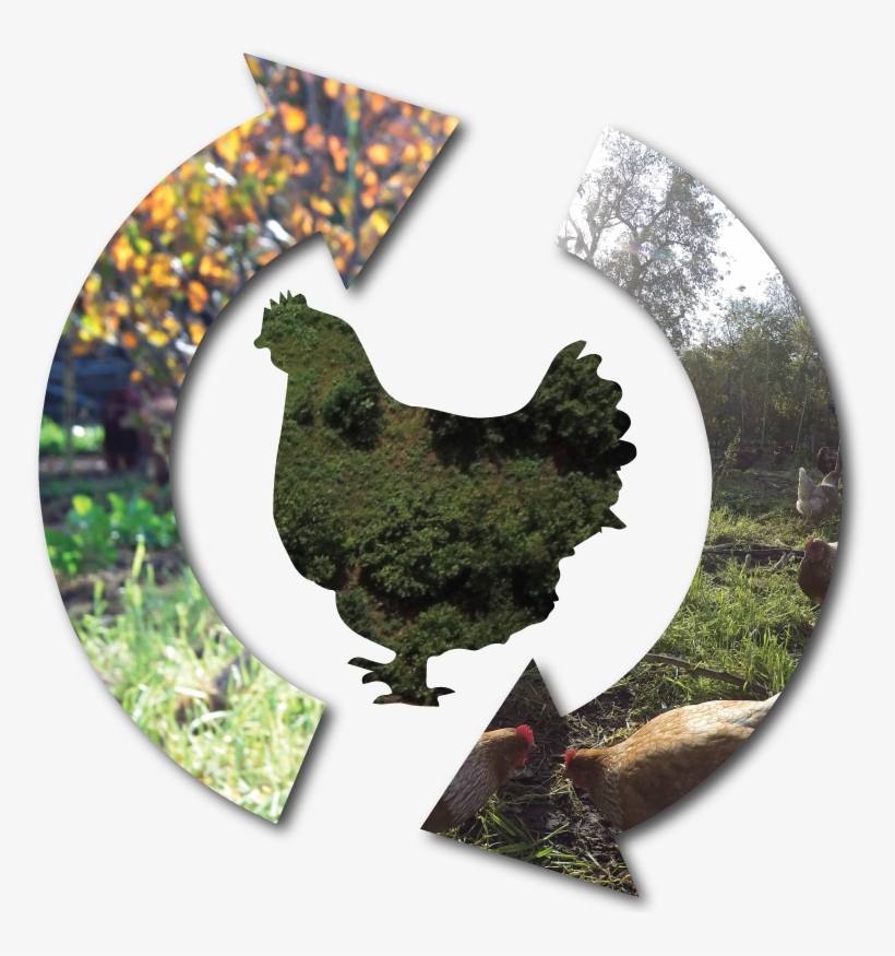 Main Street Project Chicken Cycles Tree Range - Rooster, transparent png #2008280