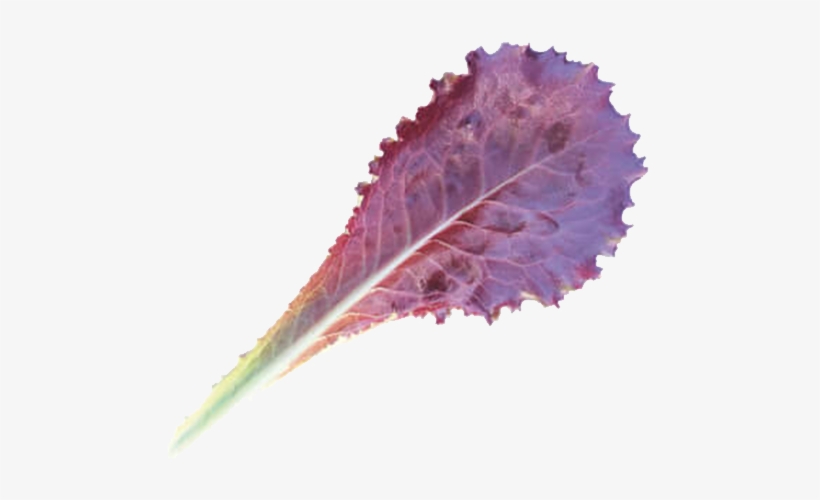 Tamarind Baby Leaf - Tamarindo, transparent png #2008317