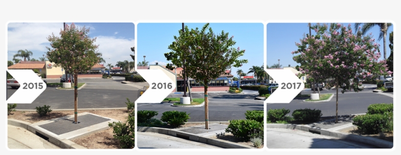 Meet The Hardest Working Tree On The Street™ - Commercial Building, transparent png #2008492