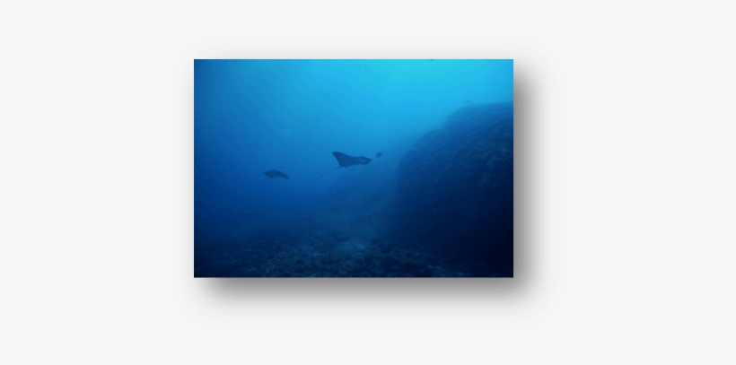 Diving And Living In Tamarindo - Tamarindo, transparent png #2008872