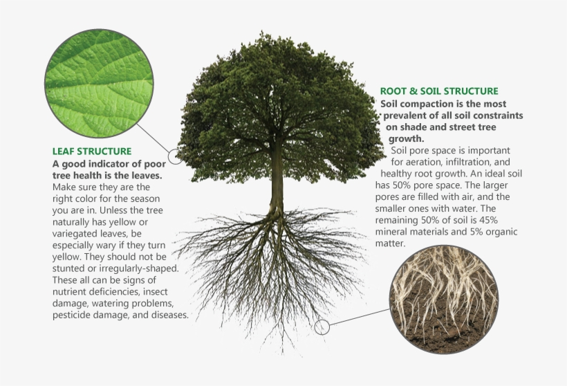 How It Works - Above And Below Ground Biomass, transparent png #2008976